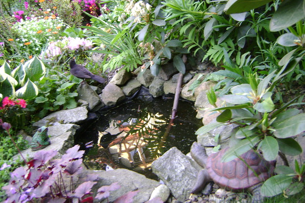 Do mojego ogródka zaglądają różne ptaszki: najczęściej szpaki,kosy i wróble oraz owady,dla których wstawiłam długi patyk aby bezpiecznie mogły się napić wody z oczka wodnego.