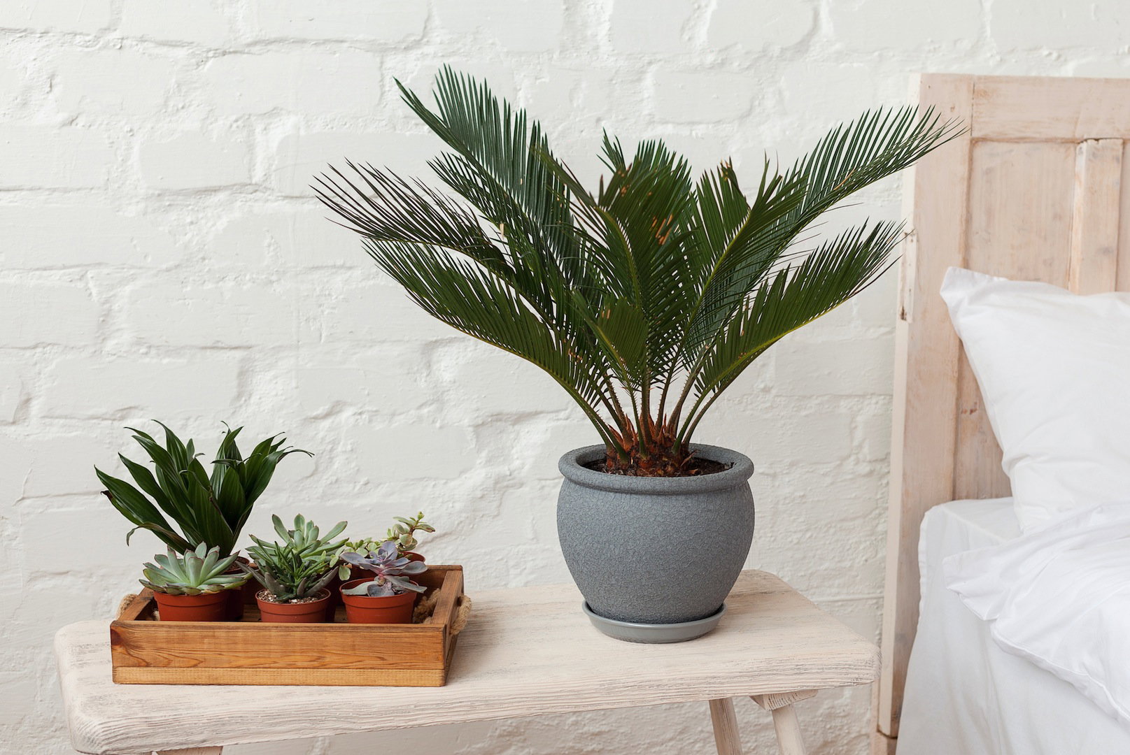 Do sypialni nadają się przede wszystkim rośliny wytwarzające nocą tlen, te bowiem najskuteczniej dotleniają i nawilżają powietrze nocą (zdj.: Shutterstock.com)