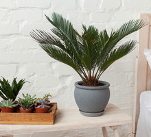 Do sypialni nadają się przede wszystkim rośliny wytwarzające nocą tlen, te bowiem najskuteczniej dotleniają i nawilżają powietrze nocą (zdj.: Shutterstock.com)