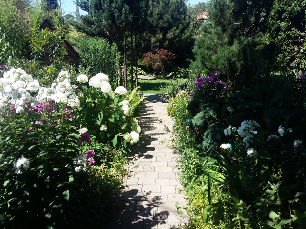 "dróżka do wody..." jak my ja nazywamy.Teraz dosadziłam więcej hortensji Anabell,bo marzy mi się biała dróżka...następny rok pokaże ,co z tego wyszło :)