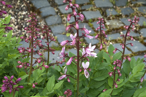 Dyptam jesionolistny Dictamnus albus objęty jest w Polsce ścisłą ochroną jako gatunek zagrożony lub wymierający (zdj.: Fotolia.com)