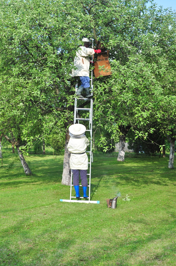 Dziadek i ja jego pomocnik ściągamy rójkę, będzie nowa rodzina w pasiece...