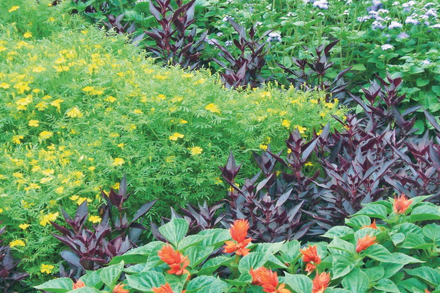 Ekspresyjna kompozycja z szałwii, irezyny, aksamitek i żeniszka.