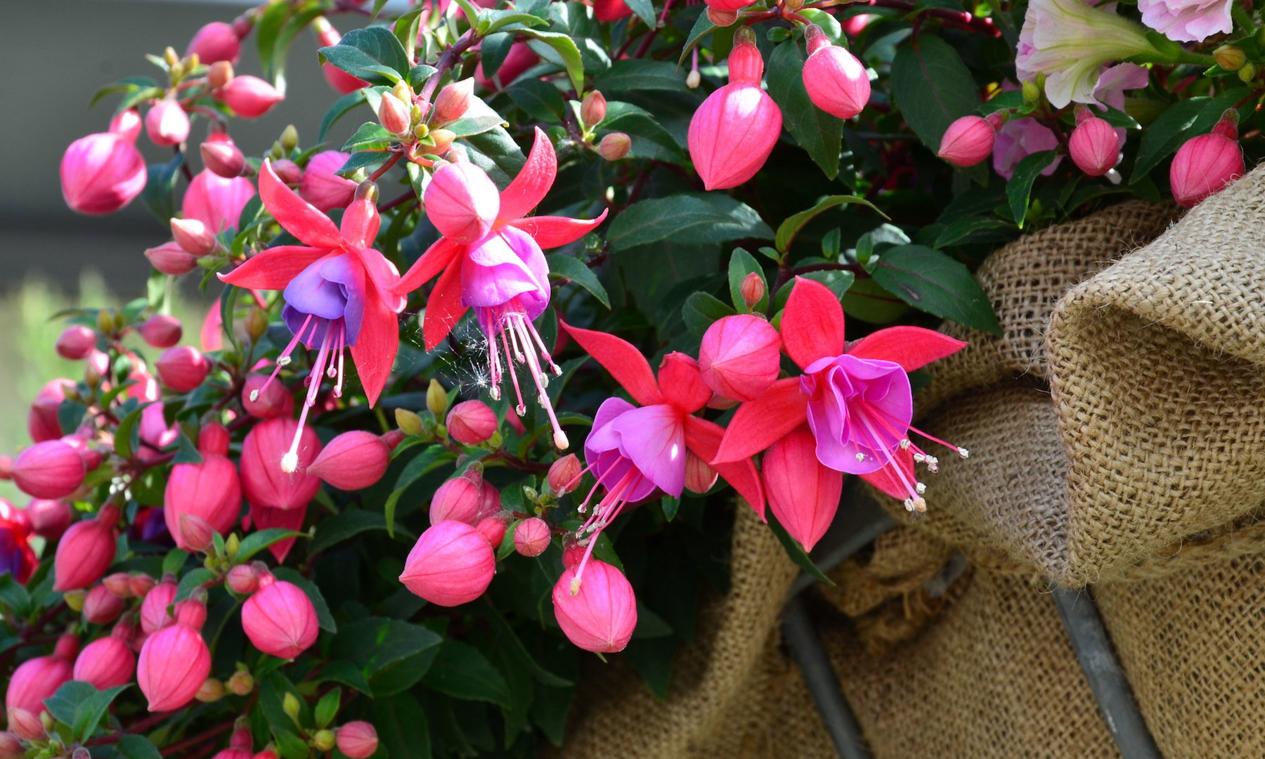 Fukcje fuchsia za sprawą unikalnych kwiatów przyciągają uwagę zarówno na tarasie, jak i w domu (zdj.: Fotolia.com)