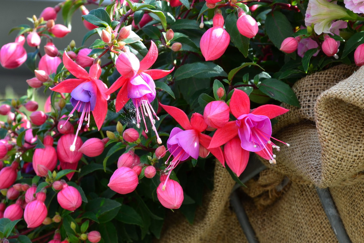 Fukcje fuchsia za sprawą unikalnych kwiatów przyciągają uwagę zarówno na tarasie, jak i w domu (zdj.: Fotolia.com)