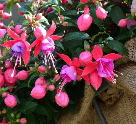 Fukcje fuchsia za sprawą unikalnych kwiatów przyciągają uwagę zarówno na tarasie, jak i w domu (zdj.: Fotolia.com)