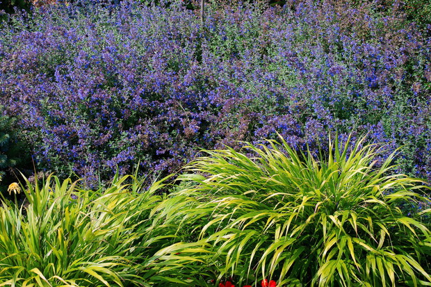 Hakonechloa smukła Hakonechloa macra to bujna trawa ozdobna, która doskonale kontrastuje z obficie obsypanymi w kwiatostany krzewami, w tym przypadku kocimiętką Faassena Nepeta faassenii (zdj.: Fotolia.com)