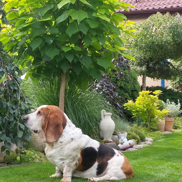 Herman  w swoim ogrodzie  