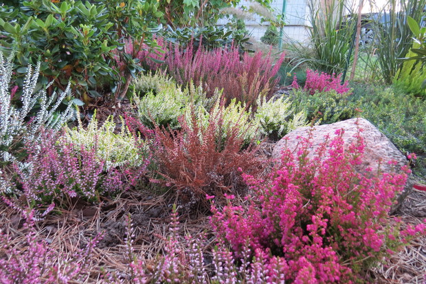 I bezkonkurencyjne wrzosy, dla których warto czekać jesieni.