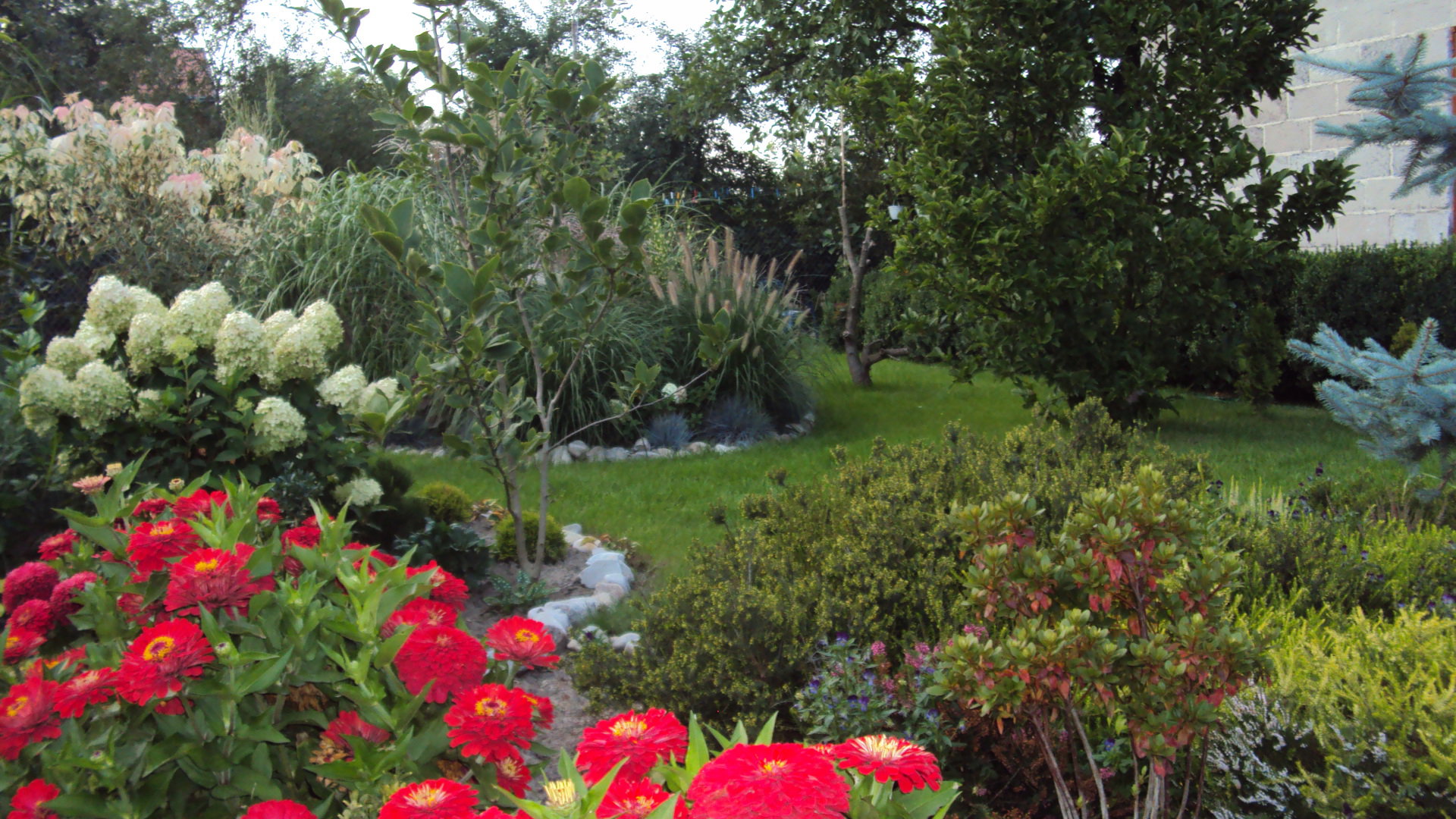 Jednoroczne cynie pięknie kontrastują z jesiennymi trawami