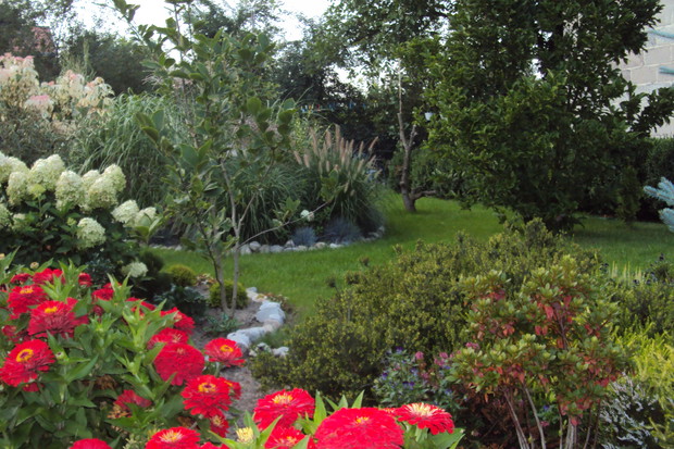 Jednoroczne cynie pięknie kontrastują z jesiennymi trawami