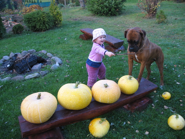 Jesienne zbiory i tresura w ogrodzie:)