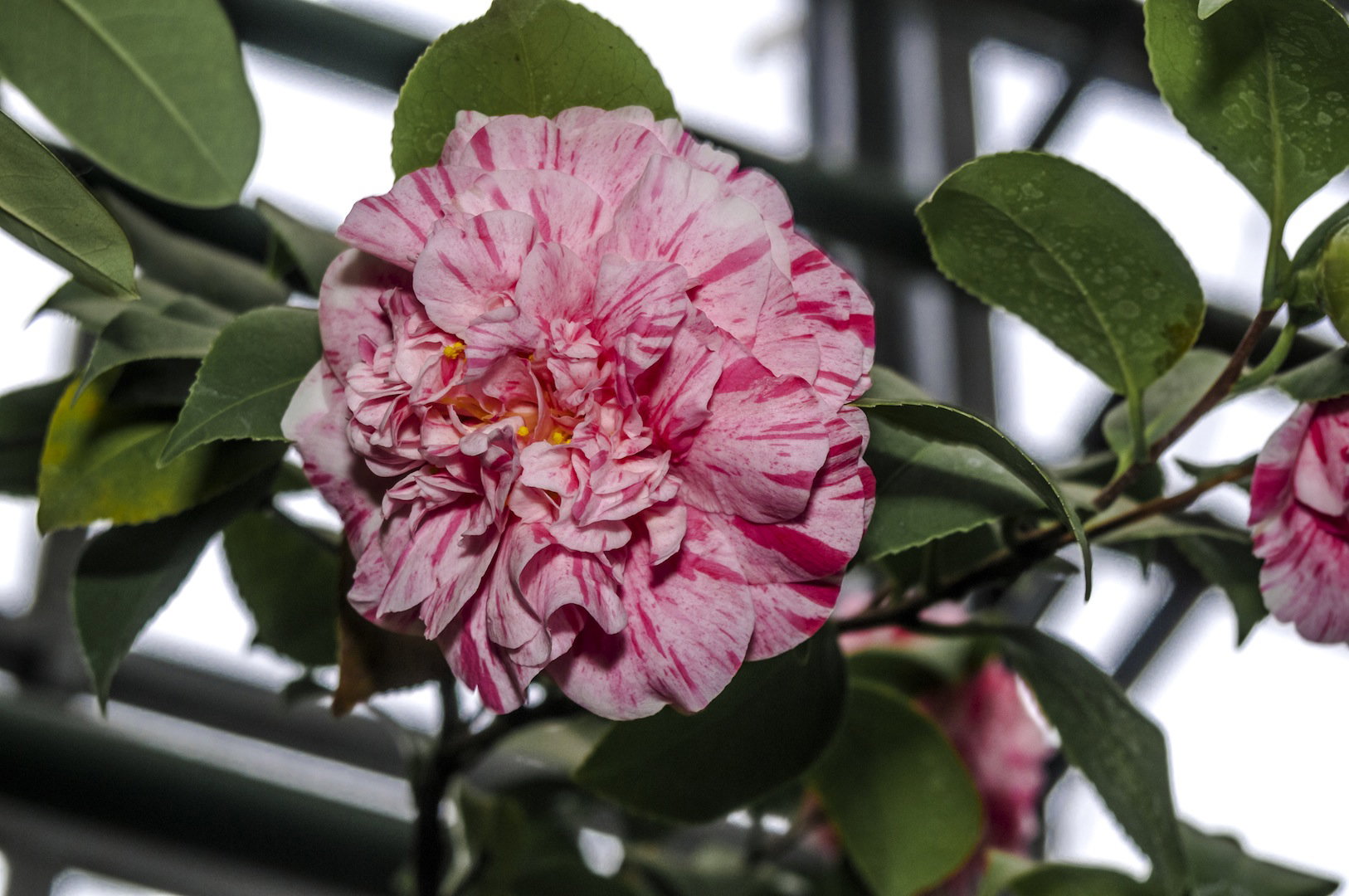 Kamelia japońska camellia japonica uchodzi za roślinę trudną w uprawie. W naszych warunkach hodowla jest jak najbardziej możliwa, należy jednak zwrócić szczególną uwagę na temperatury, w jakich zimuje roślina. (zdj.: Shutterstock.com)