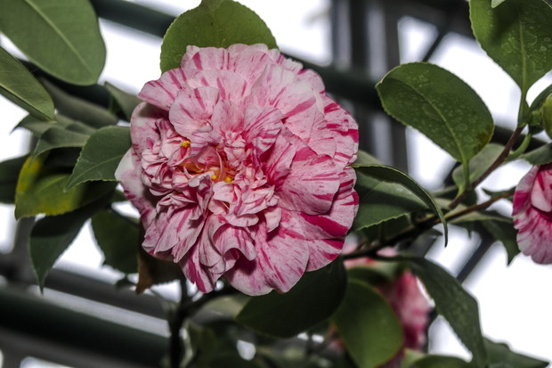 Kamelia japońska camellia japonica uchodzi za roślinę trudną w uprawie. W naszych warunkach hodowla jest jak najbardziej możliwa, należy jednak zwrócić szczególną uwagę na temperatury, w jakich zimuje roślina. (zdj.: Shutterstock.com)