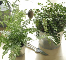 Kapryśna w uprawie orliczka, za odpowiednią opiekę odwdzięczy się nieszablonowym, gęstym kwitnieniem (zdj.: Adobe Stock)