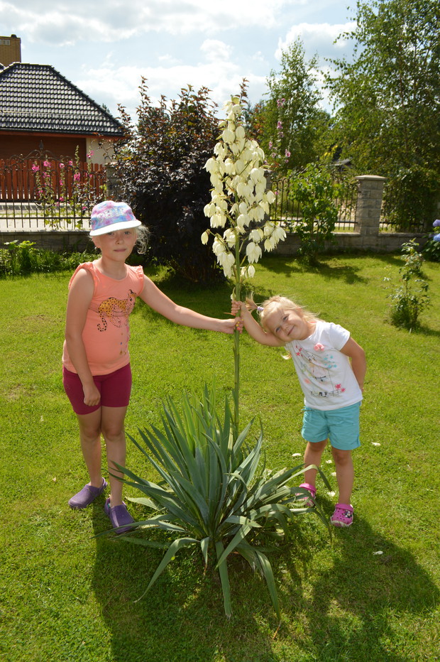 Klaudia i jej sąsiadka prezentują moją tegoroczną jukę