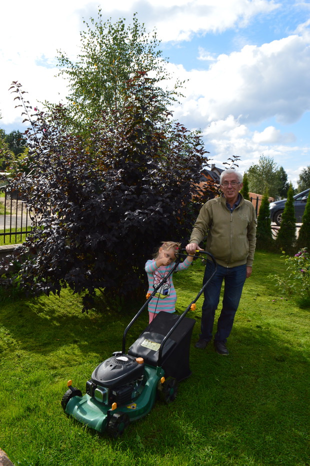 Klaudia to mały pomocnik dziadka - także przy koszeniu trawy