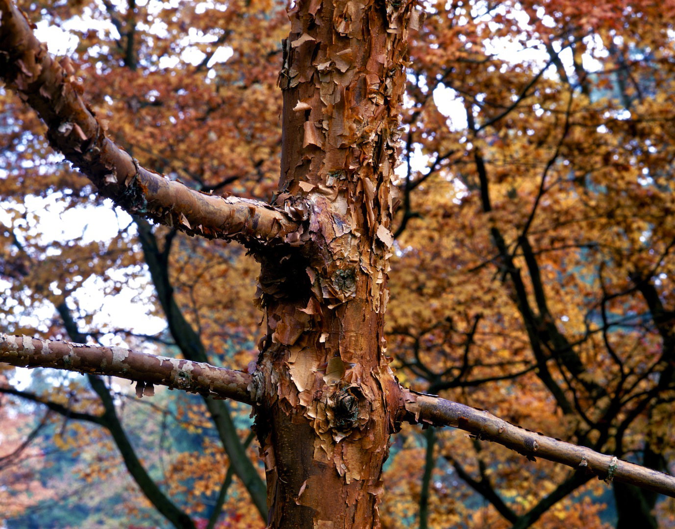 Klon strzępiastokory Acer griseum ze względu na swą ozdobną korę nadaje się również jako soliter sadzony na trawnikach lub obrzeżach większych grup drzew. (zdj.: Shutterstock.com)