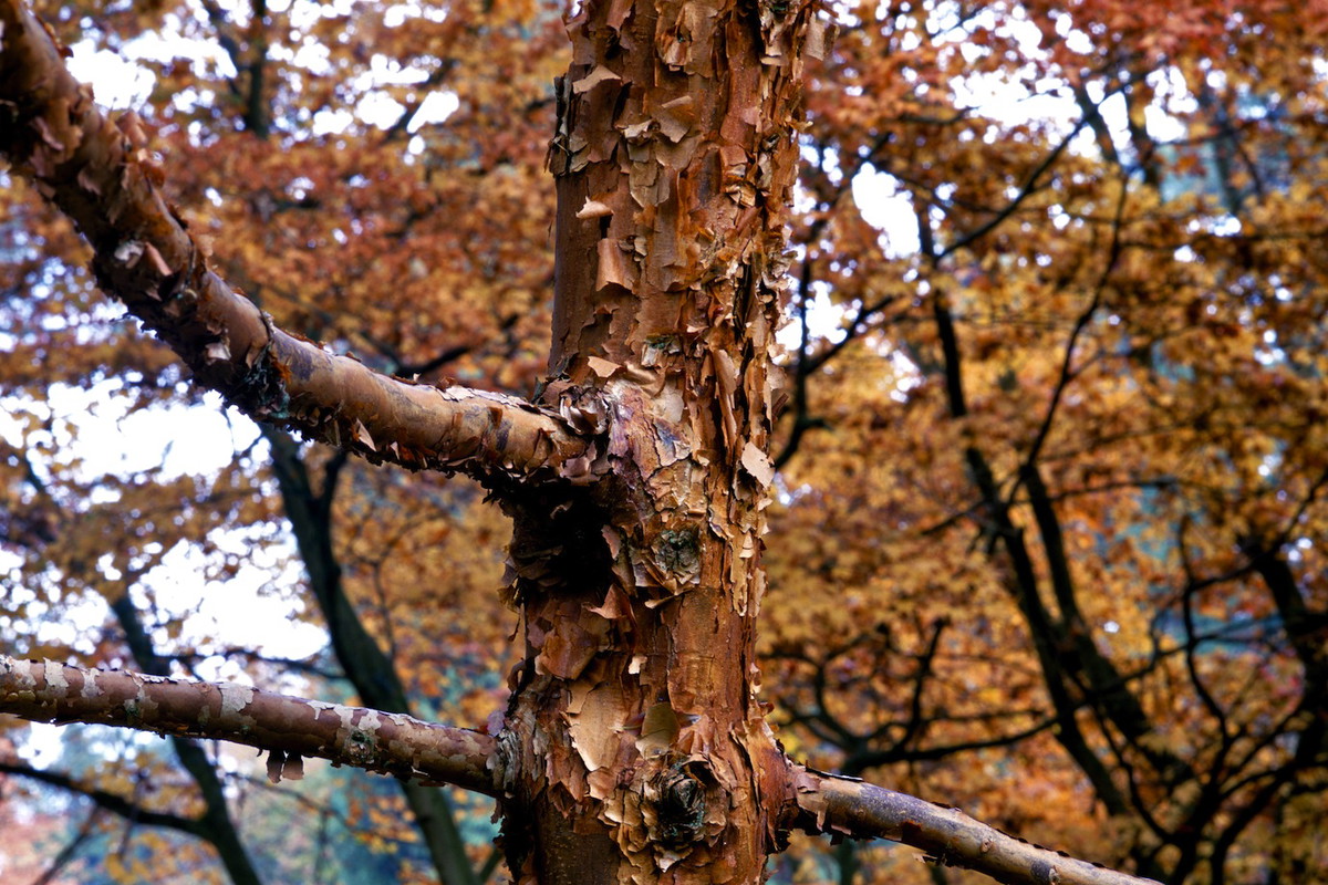 Klon strzępiastokory Acer griseum ze względu na swą ozdobną korę nadaje się również jako soliter sadzony na trawnikach lub obrzeżach większych grup drzew. (zdj.: Shutterstock.com)