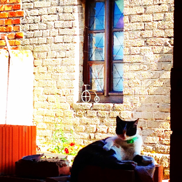 Kluka odpoczywa wśród kwiatów:)