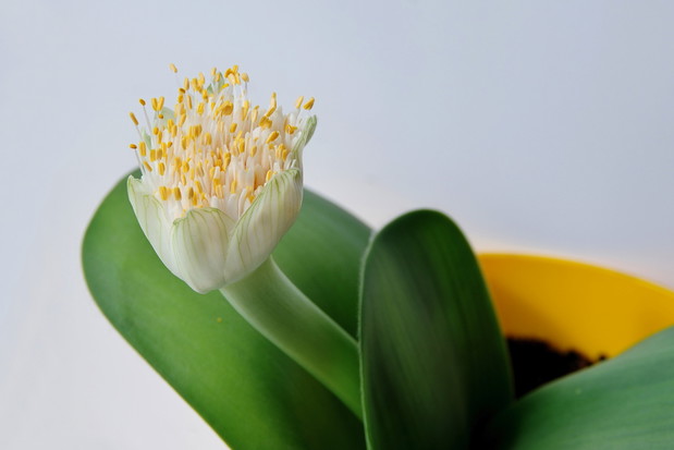 Krasnokwiat białokwiatowy Haemanthus albiflorus zwyczajowo kwitnie w czerwcu, wypuszczając osiągającedo 15 centymetrów średnicy białe kwiatostany (zdj.: Shutterstock.com)