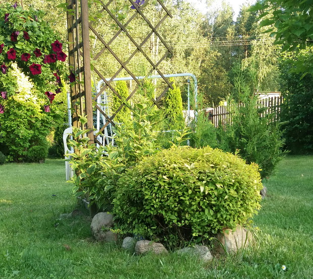 Krzewy o żółtych liściach wnoszą do ogrodu energię i dozę optymizmu.