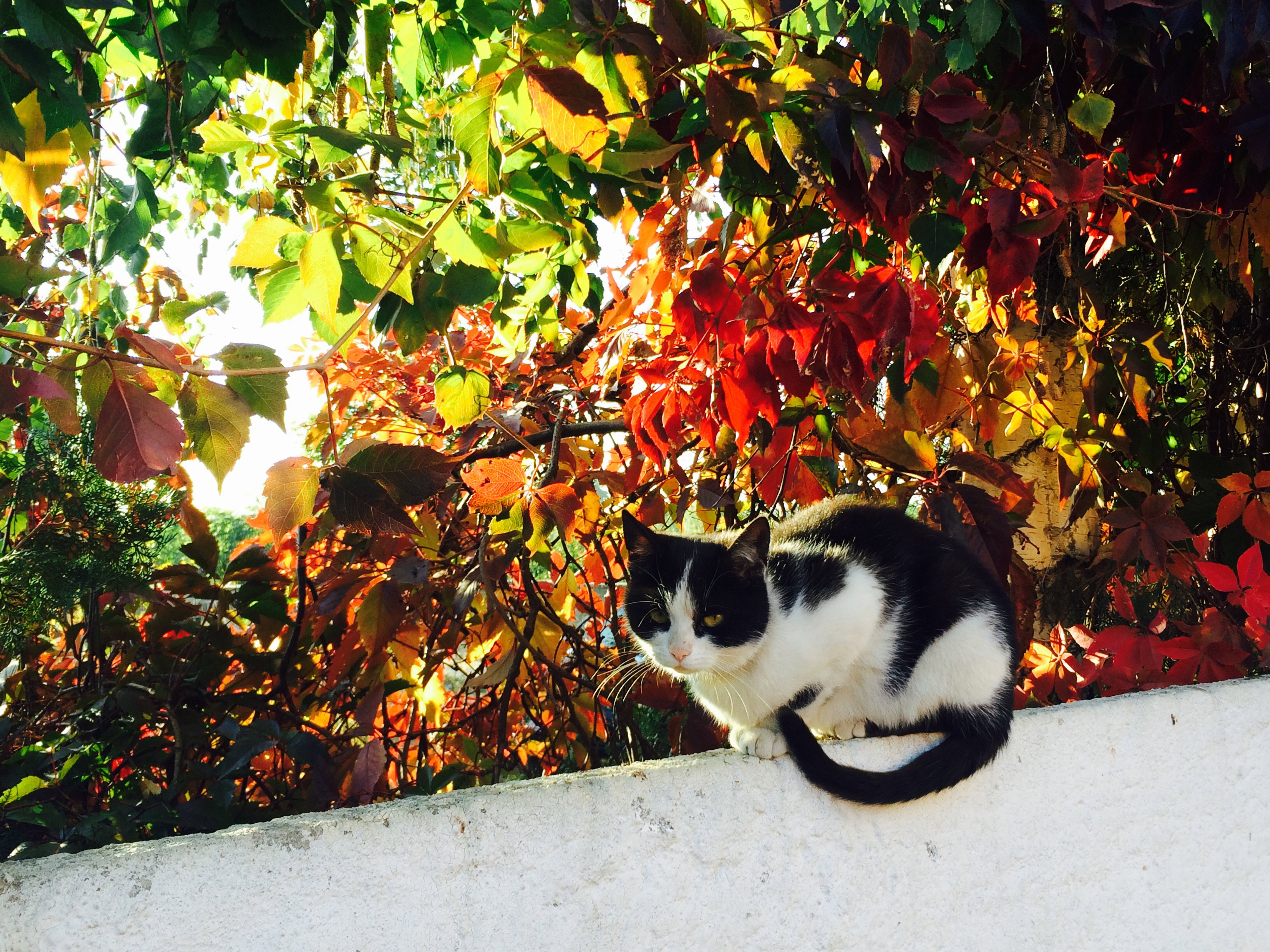 Kulka w pięknej jesiennej scenografii.