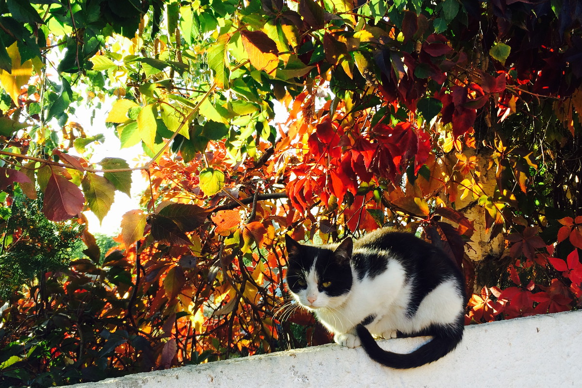 Kulka w pięknej jesiennej scenografii.