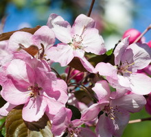 Kwitnąca jabłoń Malus 'Ola' (zdj.: Fotolia.com)