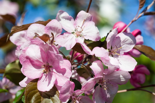 Kwitnąca jabłoń Malus 'Ola' (zdj.: Fotolia.com)