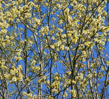 Kwitnąca wioną wierzba iwa pokrywa swoje gałęzie charakterystycznymi "kotkami" (zdj.: Adobe Stock)