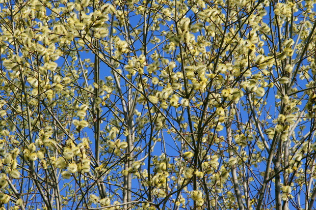 Kwitnąca wioną wierzba iwa pokrywa swoje gałęzie charakterystycznymi "kotkami" (zdj.: Adobe Stock)