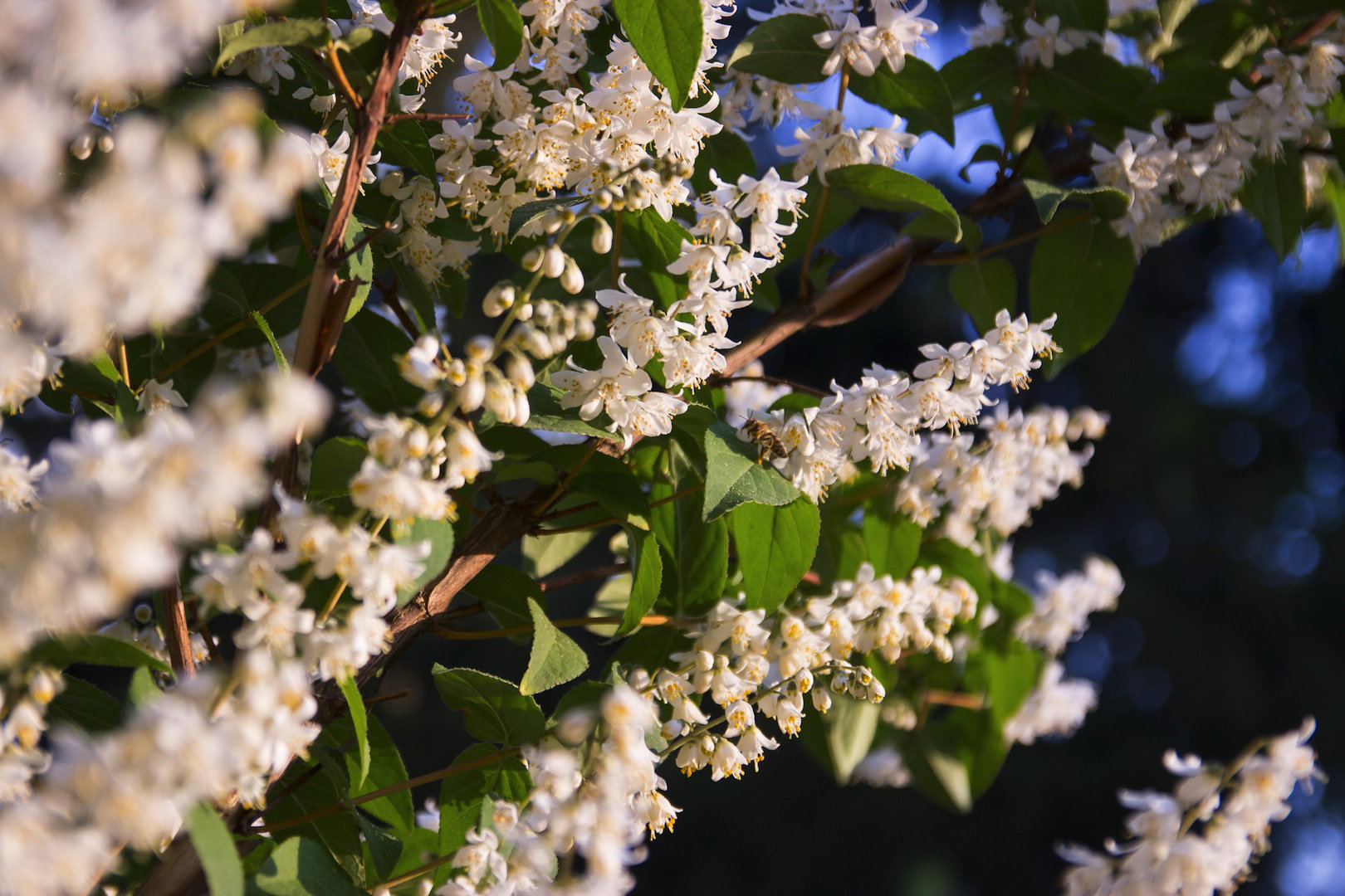 Kwitnący żylistek szorstki deutzia scabra będzie jedną z najbardziej okazałych roślin w ogrodzie (zdj.: Fotolia.com) 