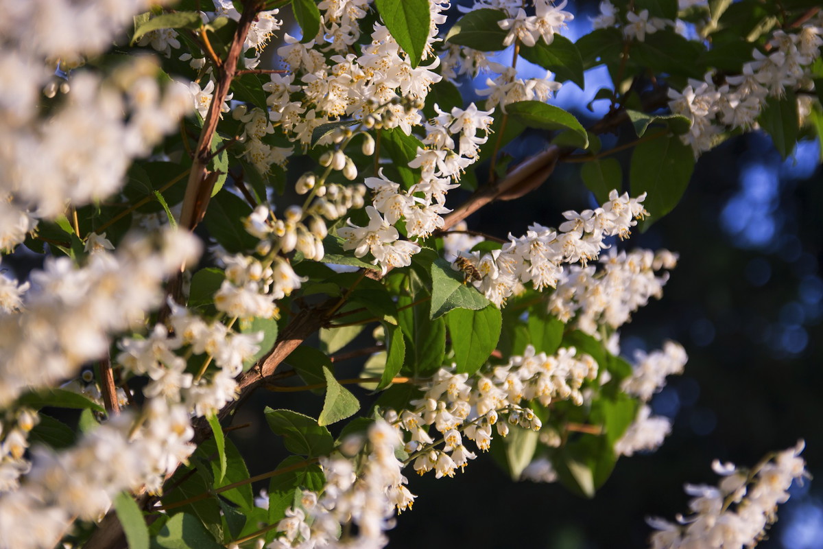 Kwitnący żylistek szorstki deutzia scabra będzie jedną z najbardziej okazałych roślin w ogrodzie (zdj.: Fotolia.com)