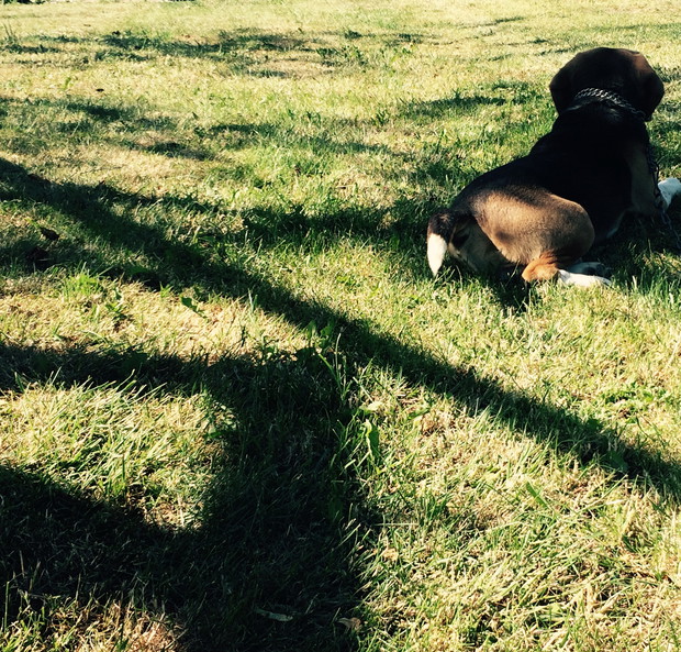 Maks zawsze znajdzie miejsce  by odpocząć:)