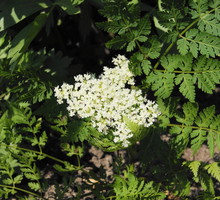 Marchewnik anyżowy (myrrhis odorata) kwitnie od czerwca do lipca, a zbiór owoców należy przeprowadzić na początku sierpnia (zdj.: Adobe Stock)