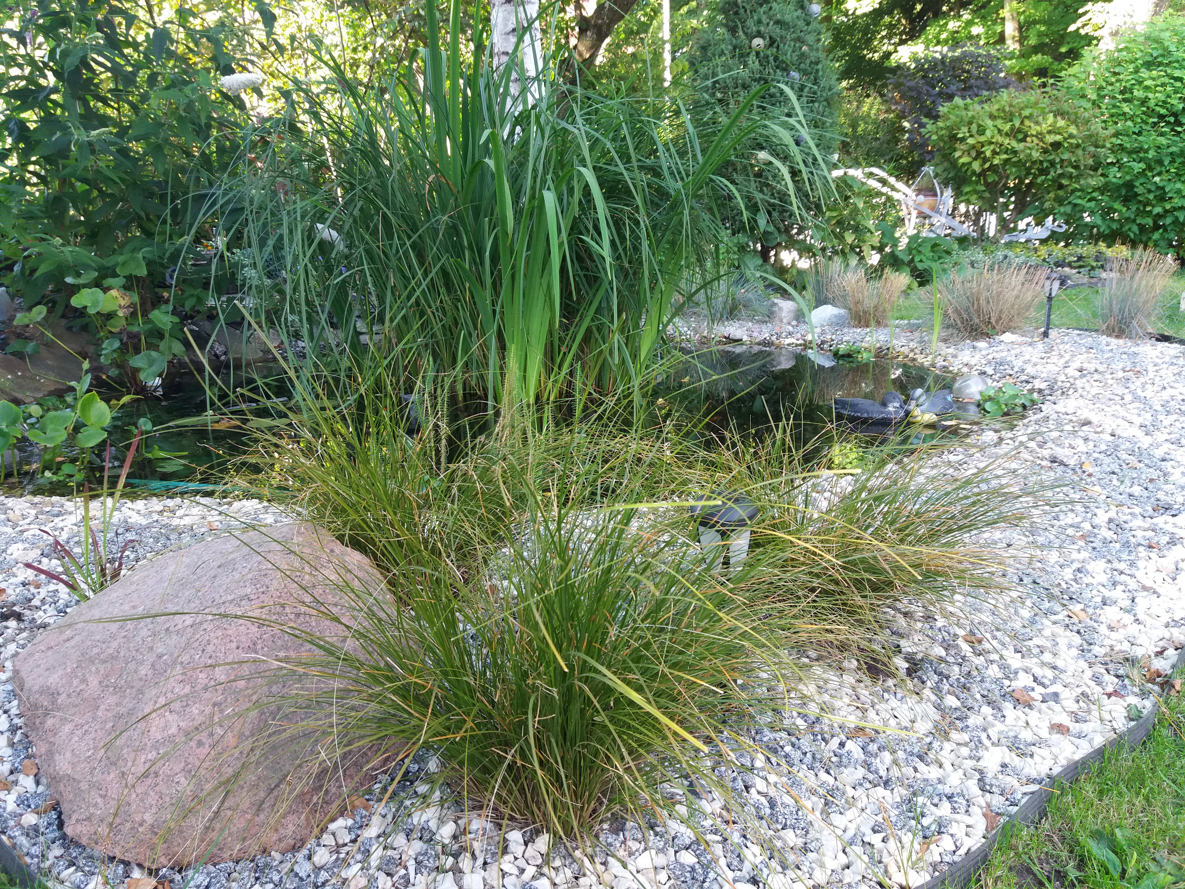 Marzenia o ogrodzie snuja się po wodzie :) 