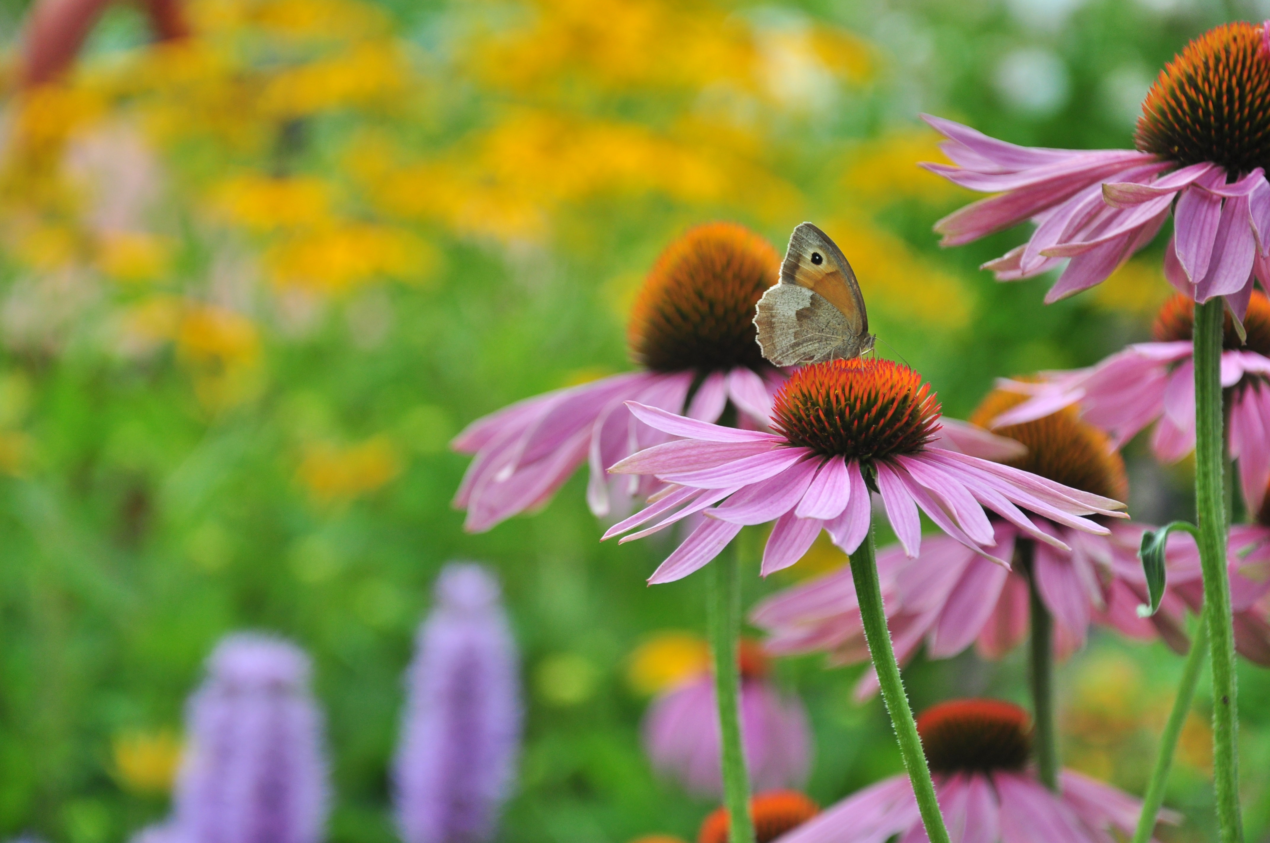 Mój ogród żyje...