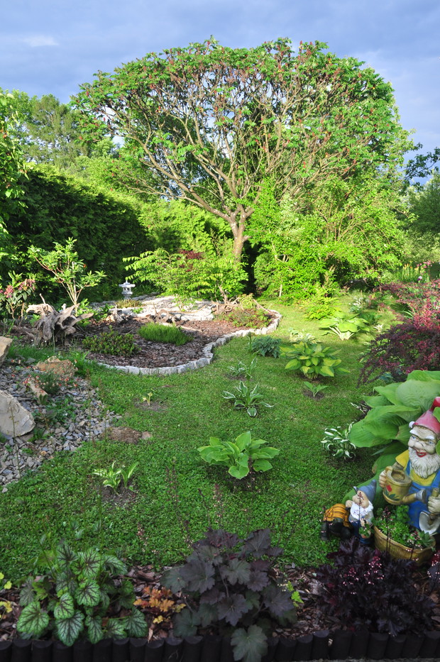 Mój zakątek z fuksjami i wrzosowisko po japońsku...