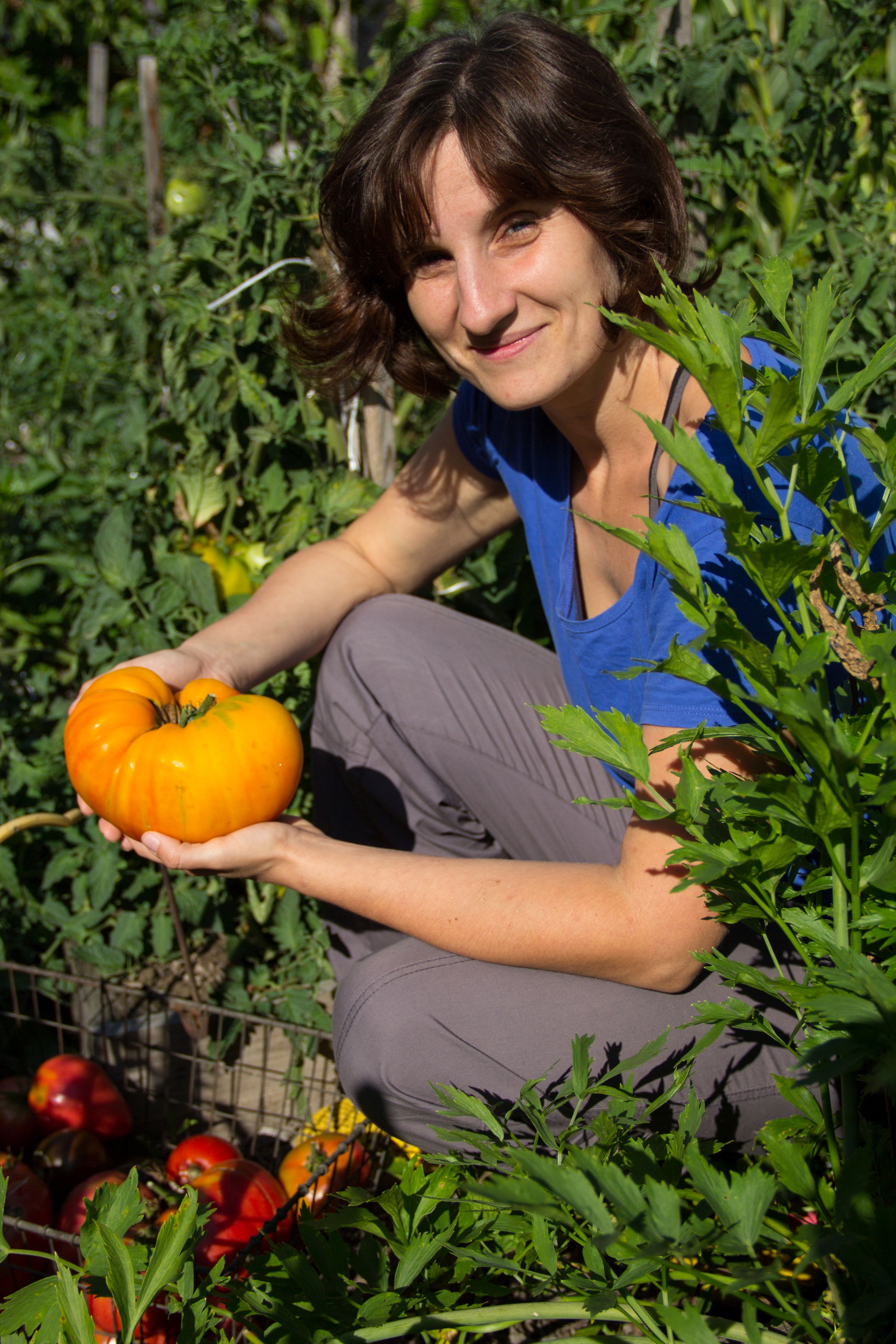 Moja ulubiona odmiana pomidorów, odporne i niezawodne Liften Yellow