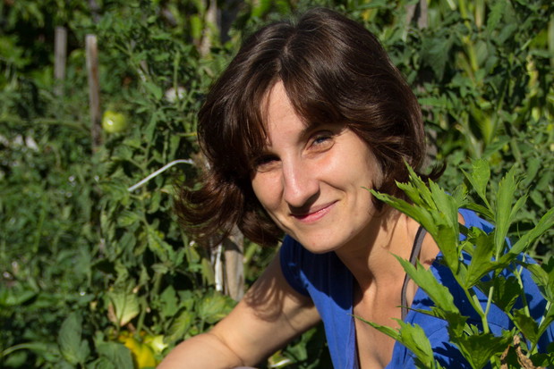 Moja ulubiona odmiana pomidorów, odporne i niezawodne Liften Yellow