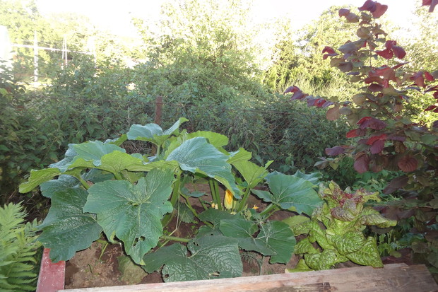 Na stałe mam miejsce pod uprawę cukinii,Pryzma kompostowa odpowiednie miejsce dla tej rośliny