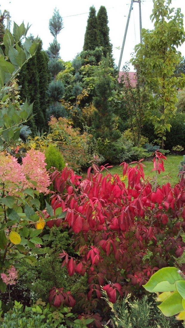Najpiękniejszy krzew jesieni czyli trzmielina oskrzydlona