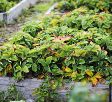 Najważniejszymi zabiegami pielęgnacyjnymi krzewów truskawki jest pozbycie się chwastów oraz odpowiednie nawożenie (zdj.: Shutterstock.com)