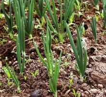 Nasiona kiełkują już przy 5°C, nasze warzywa zaczną więc dojrzewać w kilka tygodni po stałym zaniku przedwiosennych przymrozków (zdj.: Fotolia.com)