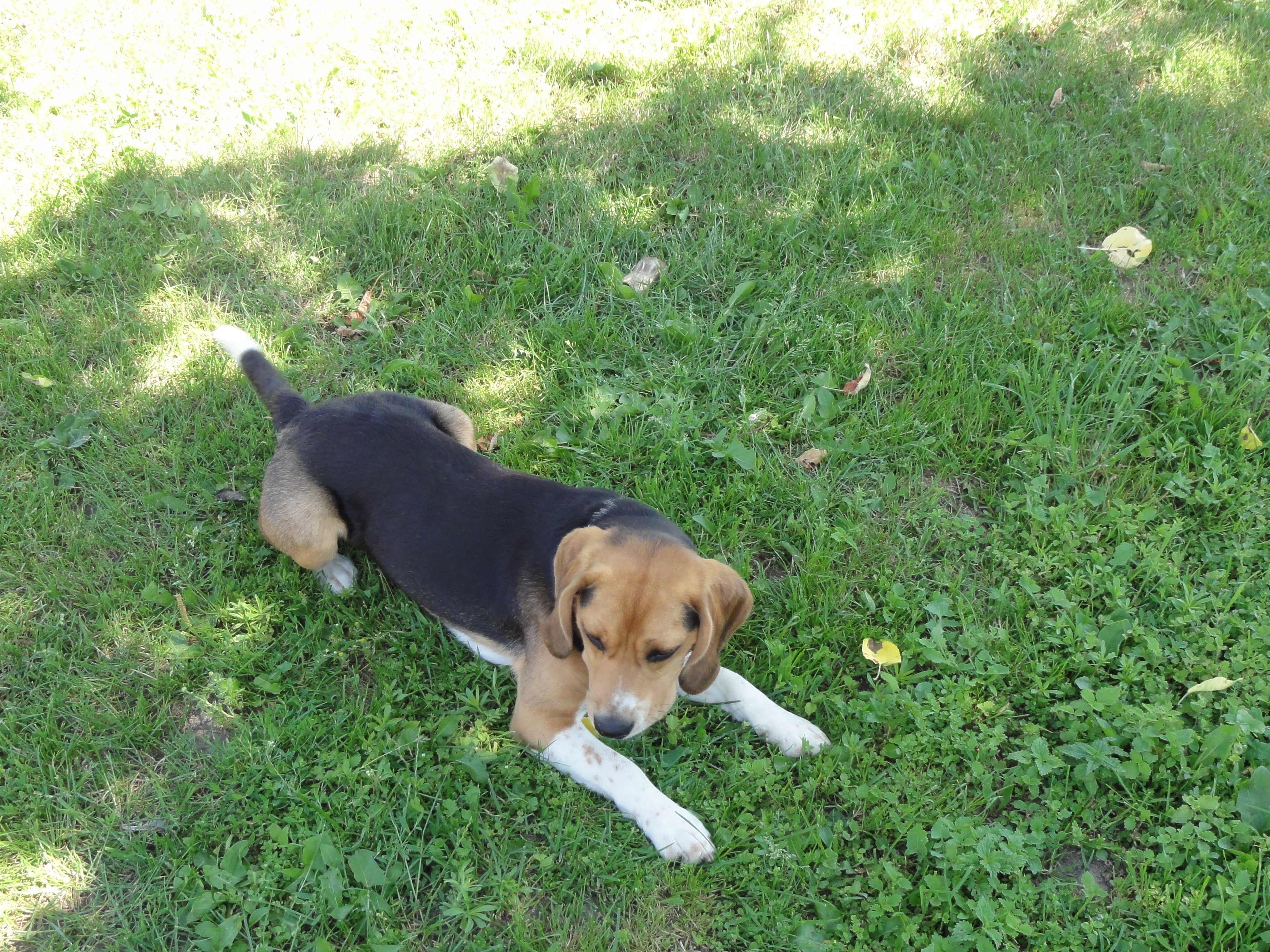 Nasz pies uwielbia wylegiwać się na trawie.