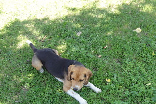 Nasz pies uwielbia wylegiwać się na trawie.