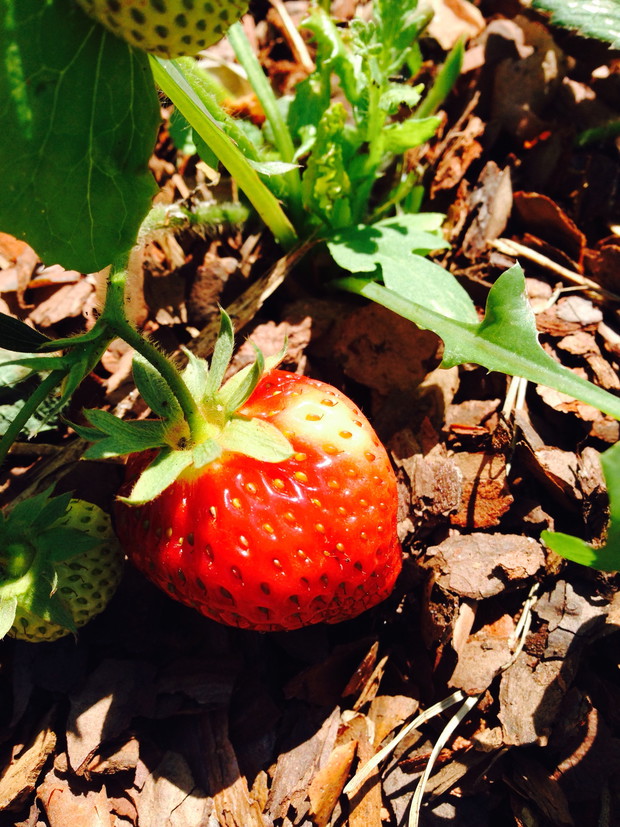 Nasza rodzina uwielbia tryskawki.