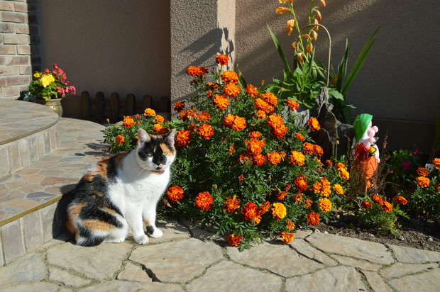 Nasza rodzinka to także kotka Stefcia