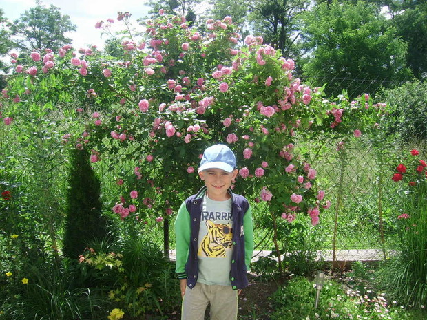 Nasza róża zachwyca wszystkich - "mamo zrób mi zdjęcie"